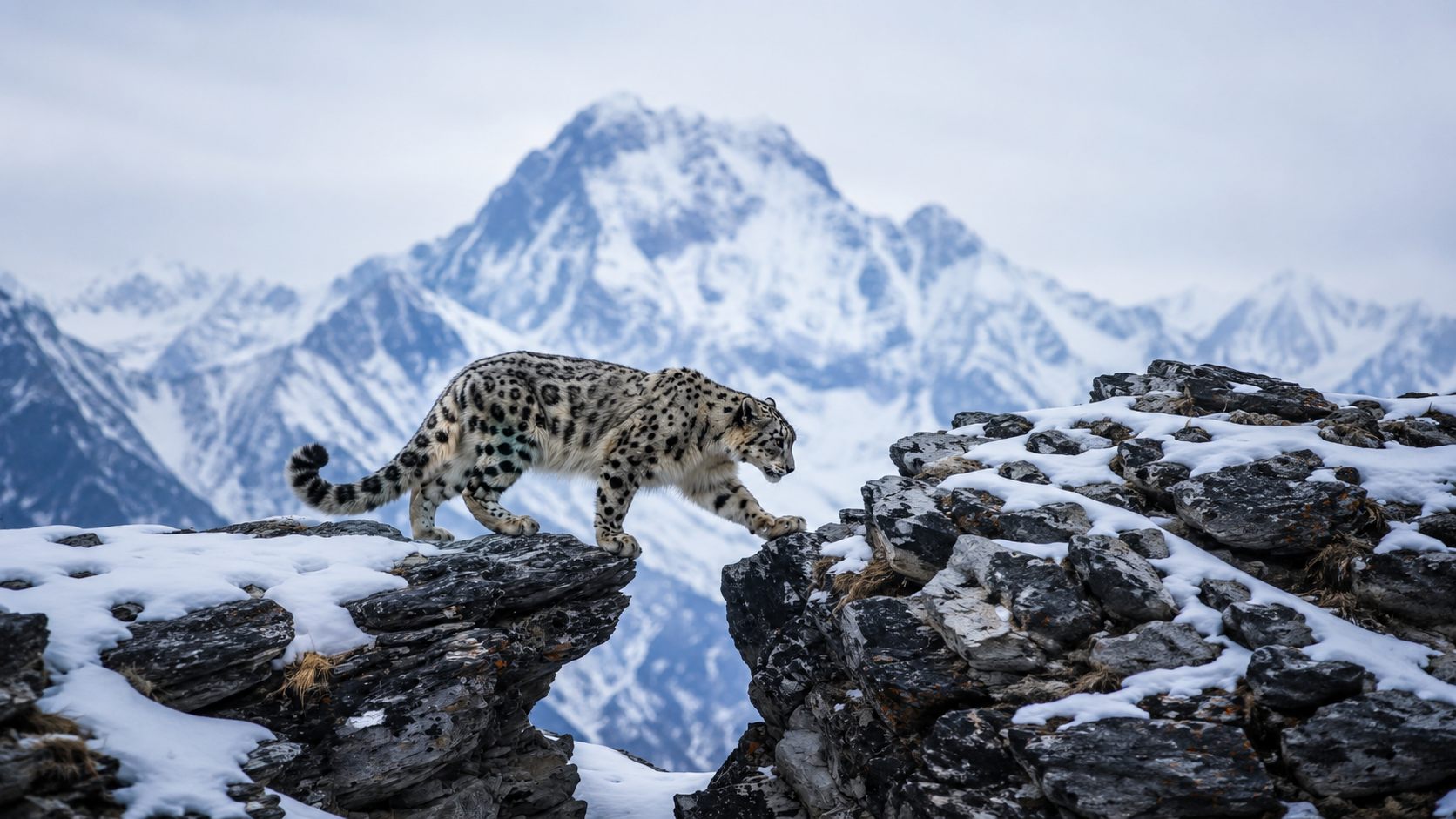 Snow leopard on a rock